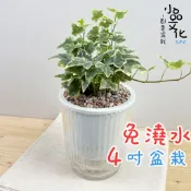 【小品文化】常春藤【現貨】4吋透明條紋免澆水盆栽 室內植物 室內盆栽 懶人盆栽 水培植物 水培盆栽 室內盆栽 觀葉植物