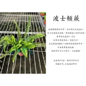 心栽花坊-波士頓蕨/3吋/綠化植物/室內植物/觀葉植物/蕨類/特價50