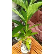 諾麗果種苗幼苗，大溪地