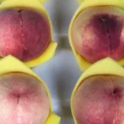 【上海蜜水蜜桃 屬台灣品種最好吃的水蜜桃】1箱有5粒 6粒 8粒 1箱約2斤重