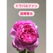 旋轉香水 強香 玫瑰花盆栽 植株盆 苗