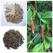 青禾園藝（黑胡椒種子） 野生山蒼子木姜子種子山湯子山雞椒香椒 香料類調味農家蔬菜種子盆栽地栽