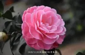 台中茶花- 紅喬依-(原棵茶花)-ㄆ48
