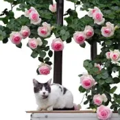 稀有超多款【多頭玫瑰花 爬藤薔薇花  月季花 木香花 種子】濃香型觀賞花 發芽率高 四季易種植 陽台庭院爬藤花卉
