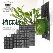 🔥成品直接用 套裝買更優惠🔥植床板 鹿角蕨板 植物板植物框 蕨類上板神器  塑膠植物板透氣板 女王鹿角蕨 石斛蘭花