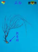 寶物石坊】新刊登~天然海樹~海鐵樹~編號1077~沒加工處理~寄居蟹攀爬~魚缸造景~室內擺設~裝飾道具~diy材料＃貝殼
