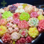 【多肉種子合集！萌萌的 很安心😊】多肉植物種子 生石花種子 石蓮花種子 多肉大禮包 陽台盆栽 療癒園藝植物