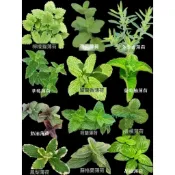 沐耕園|【臺灣現貨速發 】薄荷種子 多款食用薄荷 種子香草檸檬 貓薄荷觀賞 留香薄荷籽 食用驅蚊 香料 四季陽臺室內盆栽