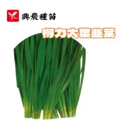 大葉韭菜 韭菜  （得力）【蔬果種子】韭菜種子 大葉韭菜種子 興農牌中包裝種子 每包約4ml