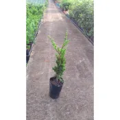真柏苗 3吋盆 真柏素材