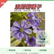 現貨速發【格桑花種子】波斯菊種子四季開花不斷 野花組合耐寒耐病易養活 室內庭院觀賞 花卉 觀賞植物盆栽 超低價