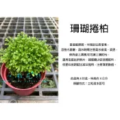 心栽花坊-珊瑚捲柏/直立捲柏/珊瑚蕨/3吋/蕨類/綠化植物/室內植物/觀葉植物/蕨類/特價50