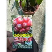 初花農場|布福娜果|天下第一奇果|黑老虎|6寸|果樹|果形像鳳梨，果肉像葡萄