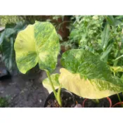 黃斑姑婆芋 特選美斑 觀葉 斑葉 網紅植物 室內 斑葉 扦插植物(水耕、土耕佳)
