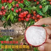 無籽荔枝✅精品矮化盆栽✅結過果 荔枝樹 鵝蛋荔枝 荔枝苗 大丁香荔枝 果苗 樹苗 矮化果樹 矮化盆栽 矮化果樹 水果