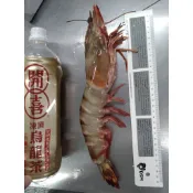 海虎蝦/肥豬蝦/手臂蝦/大蝦/七星牌/頂級/超大/滿1499免運