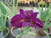 ╭＊田尾玫瑰園＊╯水生植物-(紫金王朝)鳶尾280元/盆