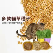 《小貓蹦蹦跳》貓草種子  小麥種子 大麥 黑麥 燕麥 貓草 小麥草 大麥種子 吐毛球 黑燕麥 黑麥種子 小麥 貓薄荷