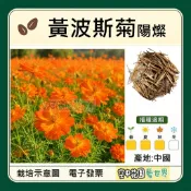 【台灣出貨 電子發票】黃波斯菊 陽燦 種子 花卉 花海 菜籽 手工皂材料 波斯菊 空中花園藝世界