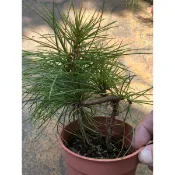 五葉松｜3.5吋盆～小品盆栽素材⋯