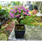 雪茄花 棒棒糖雪茄花/觀花開花植物   六月雪 小葉赤楠 造型雪茄花   達摩七里香