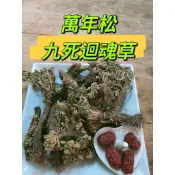 ［三濟青草行］附發票 青草原料/青草茶飲  萬年松/九死迴魂草  (依客戶需求調配)紅棗 調理包
