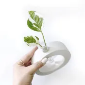 純灰系列 | 白金葛 室內水培植栽 圓圈水泥水耕花架