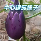 台灣現貨【牛心罐茄種子】豐產大果 肉厚多汁 鮮食煮湯 家庭菜園 陽台盆栽 種植簡單 新手可栽 耐熱種子  新手易種植