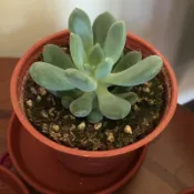 紅舖子 不同品種的石蓮花 現貨都只有ㄧ盆