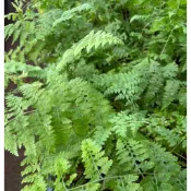 司氏碗蕨（蕨類植物）