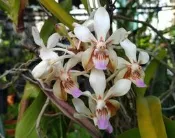 〈 永安蘭園 〉 蘭花 瓶苗 雅美萬代蘭 ( V. lamellata ) 子代苗(編號 永安 FV. 08)