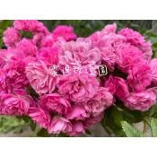 玫瑰花🌹粉滿天星.豐花的蔓玫🌹使用玫瑰專用土.蔓玫.粉滿天星玫瑰花.蔓性藤本