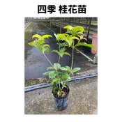 👍 桂花苗 四季桂花苗 3吋盆 苗25-30公分高 店到店最多可以裝10棵 宅配最多可以裝40棵