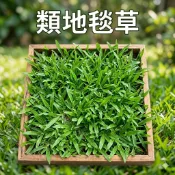 【萌田種子~】U02 類地毯草種子1公斤 裏粉造粒種子 適用性最廣的草皮種子 ~
