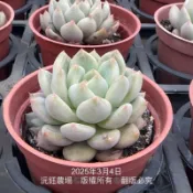 沅鈺農場   多肉植物  夢露杜里萬