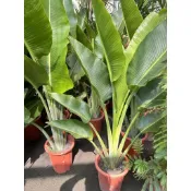 旅人蕉植物盆栽☘️定價1800元🌲一尺盆高度連盆140~150公分