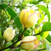 現貨 新種 含笑花（50粒）濃香型  四季種植 深山 含笑花種子 樂昌含笑/紅花含笑樹種子 濃香型花卉 觀賞花卉種子