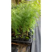 落羽松苗蝦取宅配滿4棵出貨 100-150公分種在移植袋可合併不同品項