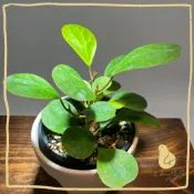 ●歪皮植物● 小盼菩提 小盼菩提樹 菩提樹 典雅植物 觀葉入門款 居家植物  室內植物 交換禮物 新手植物 辦公室植物