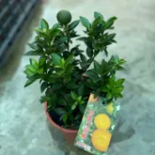田尾詠泉農園/5寸盆/八房柑/常年開花結果