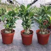 隔日達 台灣現貨🌱沙漠玫瑰苗🌱重辦沙漠玫瑰花苗 3吋盆大花原盆土 稀有品種沙漠玫瑰 藍色芭蕾品種 陽臺盆栽 沙漠玫瑰