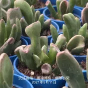 沅鈺農場   多肉植物   一吋盆/史瑞克