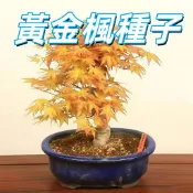 【黃金楓種子】日本楓樹苗種子 盆栽庭院造景 四季變葉 易種植 耐熱品種 綠化植物 種子盆栽 楓樹種子 雞爪槭 紅楓