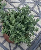 🌳巧克力薄荷5 吋盆實物拍攝。香草植物 觀葉植物 綠化植物