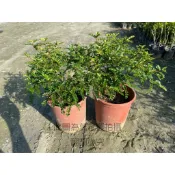 ☆萬花叢★灌木植物【胡椒木】★6吋盆