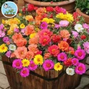 🌼【夢幻花海】洋甘菊種子組合｜格桑菊+波斯菊+滿天星｜庭院野花四季綻放｜免照顧療癒花園