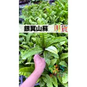 銀翼山蘇 三吋盆寄出 銀翼鳥巢蕨 皺葉山蘇 眼鏡蛇山蘇 鳥巢蕨 極皺山蘇 觀葉植物 雨林植物 山蘇 蕨類 珍奇植物