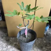 雲秀水果苗-香蕉無花果苗4吋盆