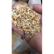 現貨 無豆類 綜合精選1號 鴿子飼料 種鴿飼料 清除飼料 斑鳩飼料 綜合飼料 鼠飼料 斑鳩飼料