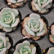 ❁採花❁ 瑪琳娜-1吋/多肉植物/療癒盆栽/園藝